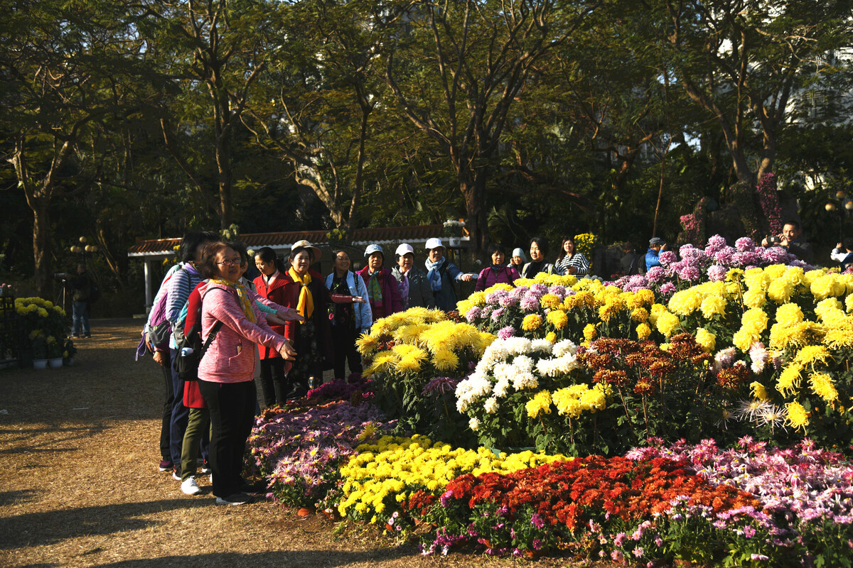 2019深圳東湖公園菊展 花海盛宴點(diǎn)亮金秋鵬城