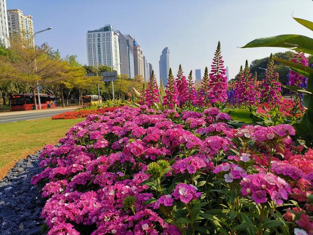 不服不行！深圳第一景觀大道又換鮮花了，顏值真的沒得說
