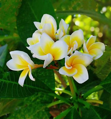 探訪深圳荷蘭花卉小鎮(zhèn) 繁花似錦的城市綠洲