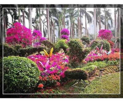 約起！刷爆朋友圈的深圳最美花海來啦！簕杜鵑花展等你打卡