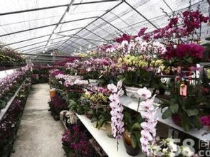 深圳專業年桔批發與年花批發 打造節日氛圍的首選