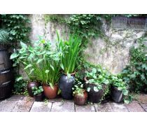 深圳花卉租擺優質商家推薦及報價指南