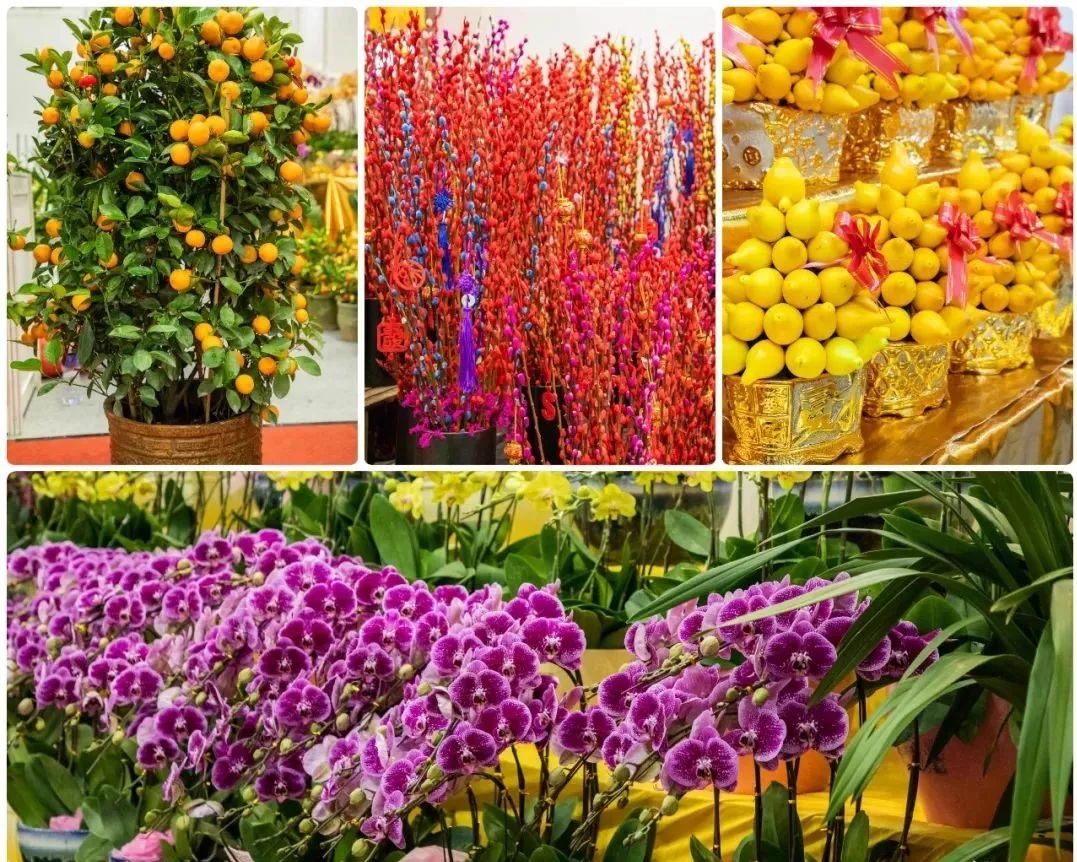 花漾鵬城，新春有約 3200個購花檔鋪就深圳人年味歸途
