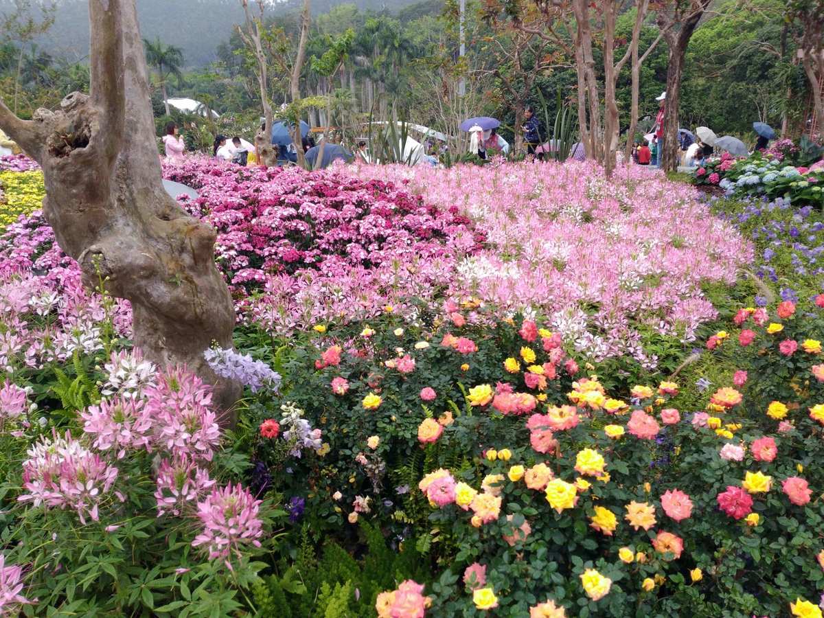 深圳仙湖植物園花展 都市綠心，花漾盛宴
