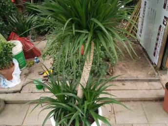 綠意盎然的鵬城 深圳園林綠化、鮮花綠植與花卉產業巡禮