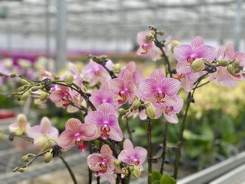 沙漠蝴蝶蘭 申城年宵花市新寵，手機下單直送到家